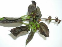 Foto 1: Peronospora belbahrii su basilico