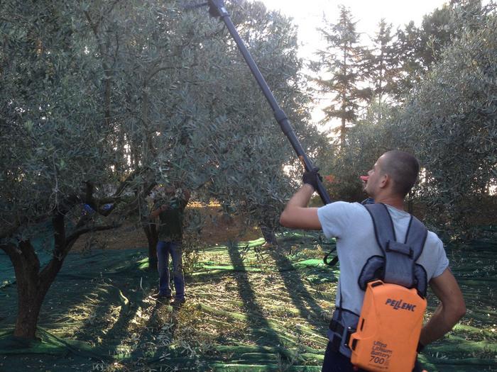 la raccolta delle olive in azienda