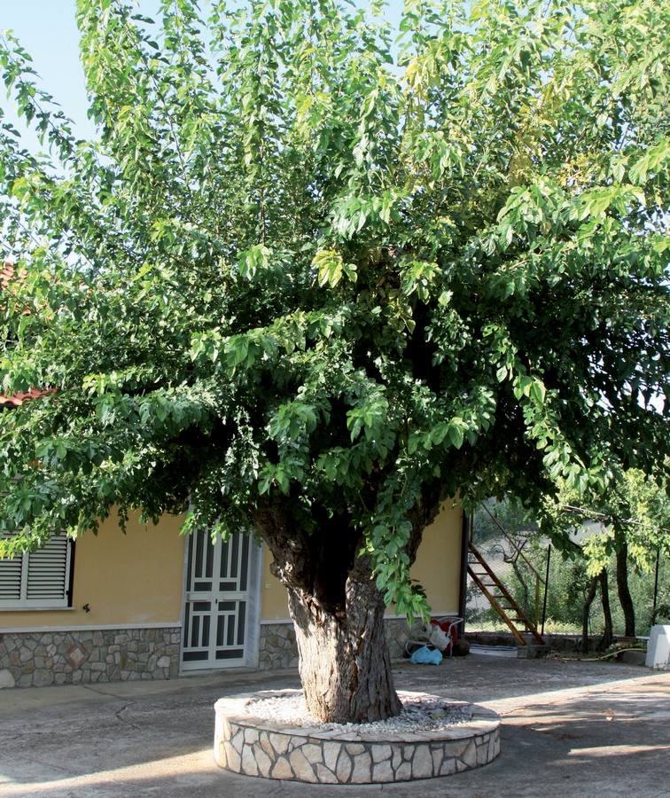 foto dell'albero
