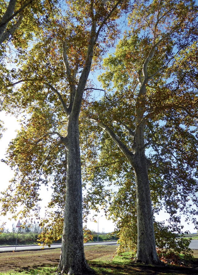 foto dell'albero