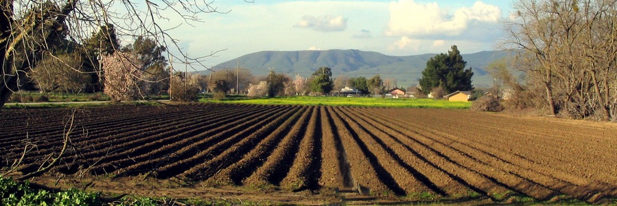 campi coltivati