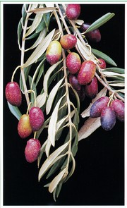 olive varieta' ravece